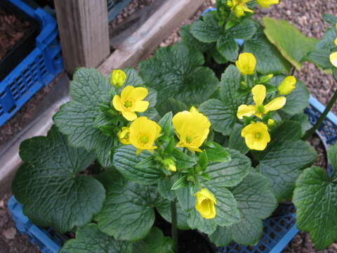 Image of Azores buttercup