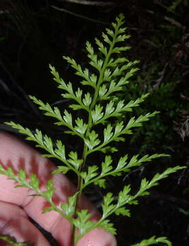 Imagem de Asplenium adiantum-nigrum subsp. adiantum-nigrum