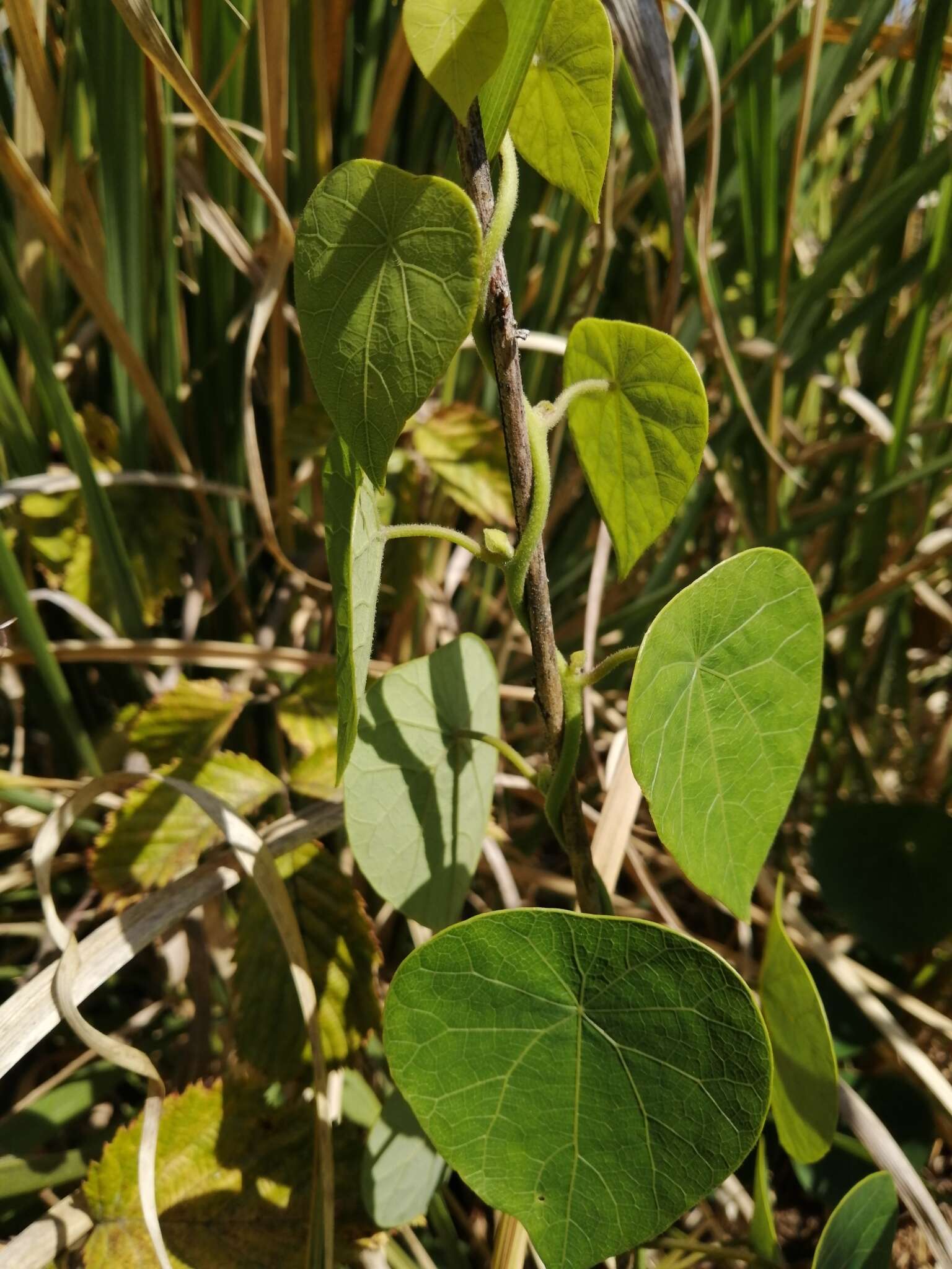 Image de Stephania abyssinica var. tomentella (Oliv.) Diels