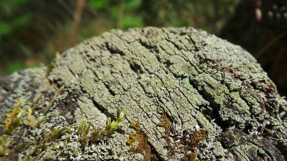 Image de Trapeliopsis granulosa (Hoffm.) Lumbsch