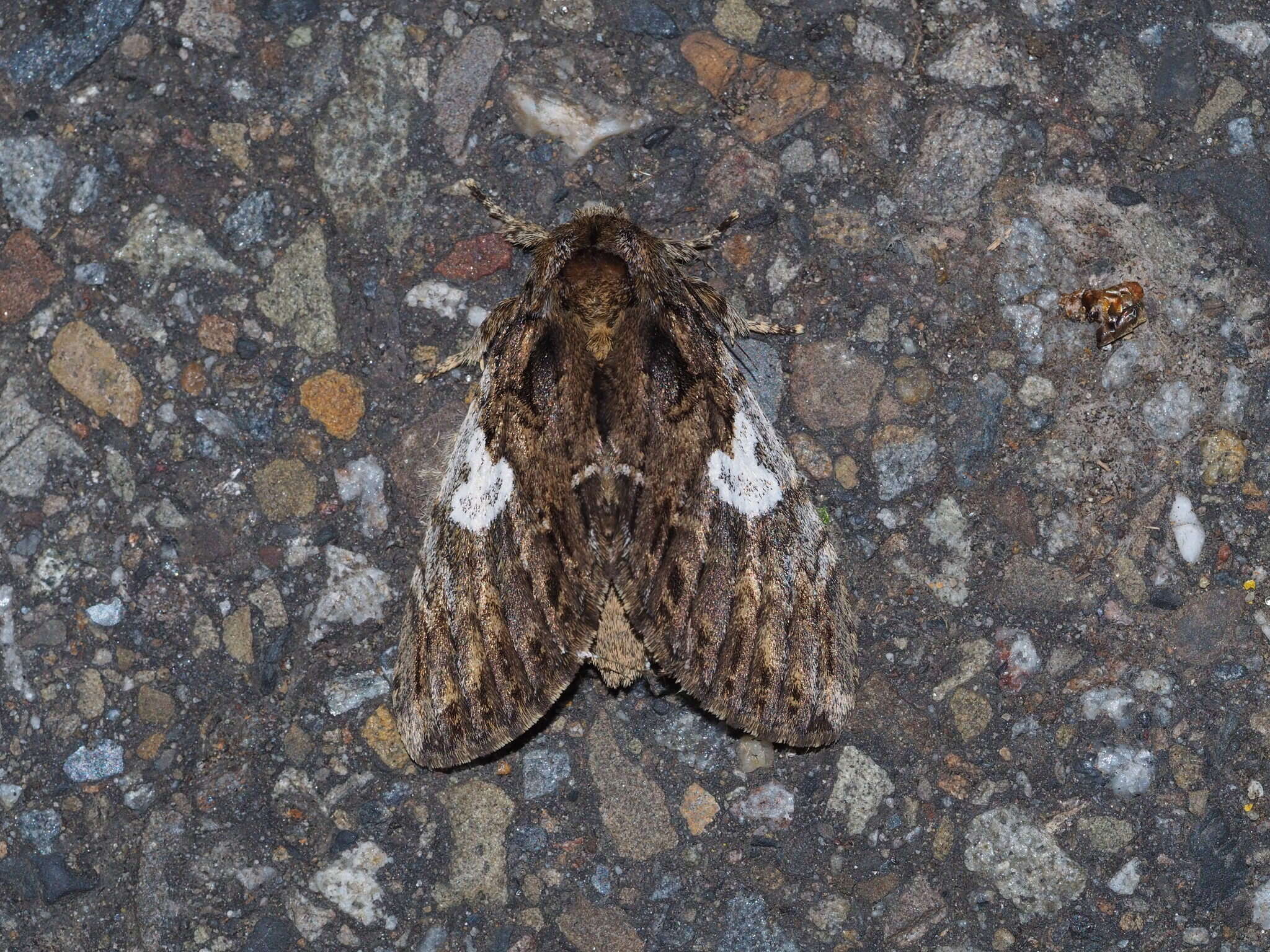 Image of Rachiades lichenicolor Oberthür 1911