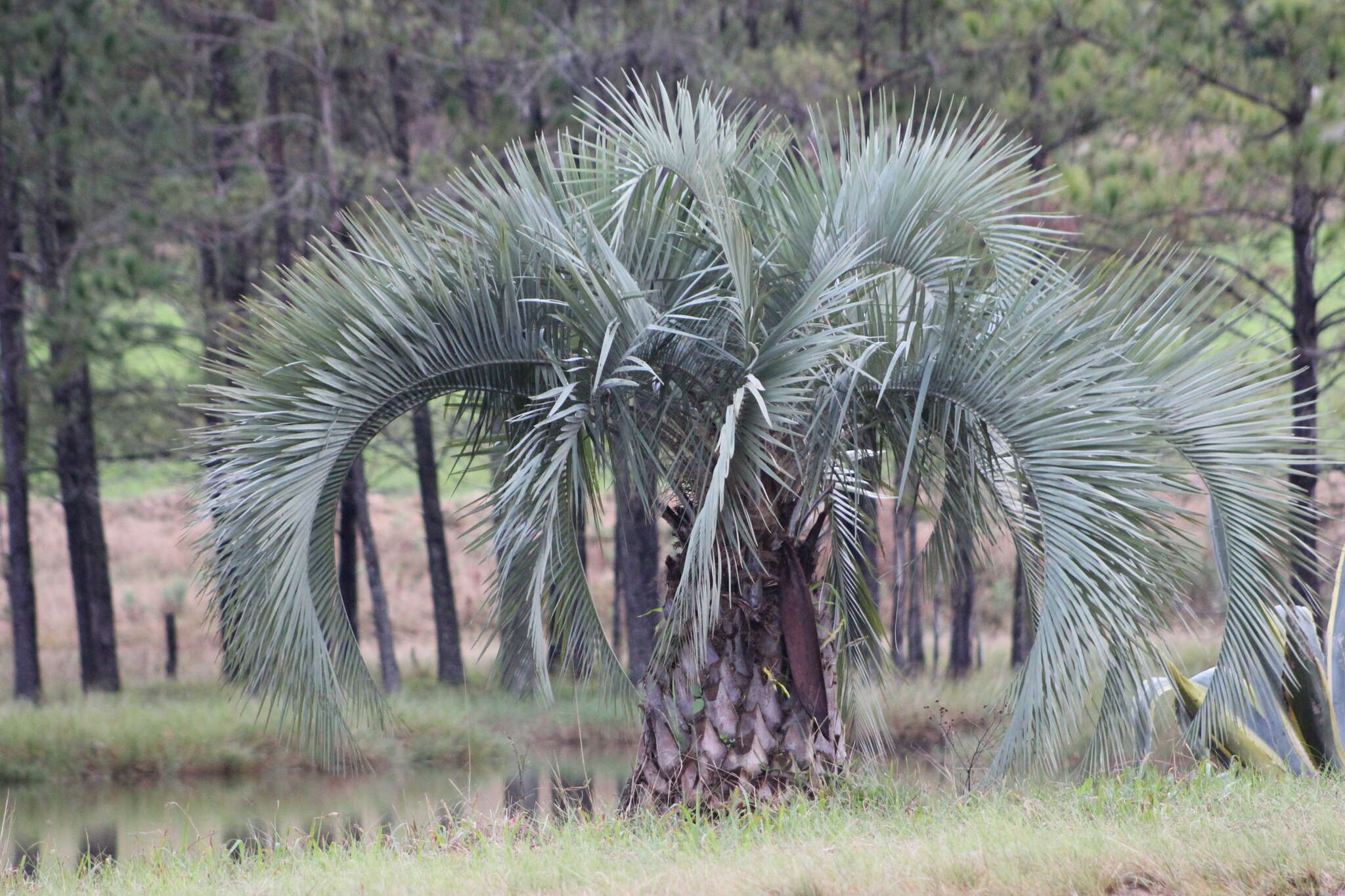 Image of Woolly butia palm