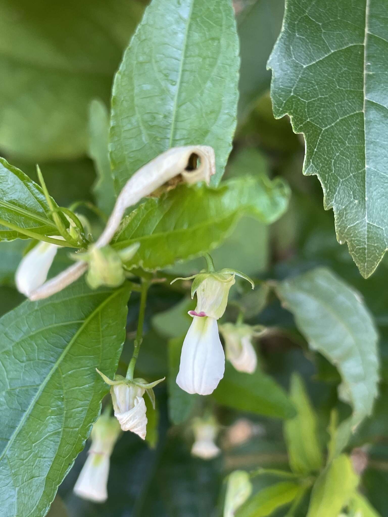 Pombalia bigibbosa (A. St.-Hil.) Paula-Souza resmi