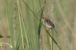 Image of Stout Cisticola