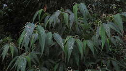 Image of Piper lanceifolium Kunth