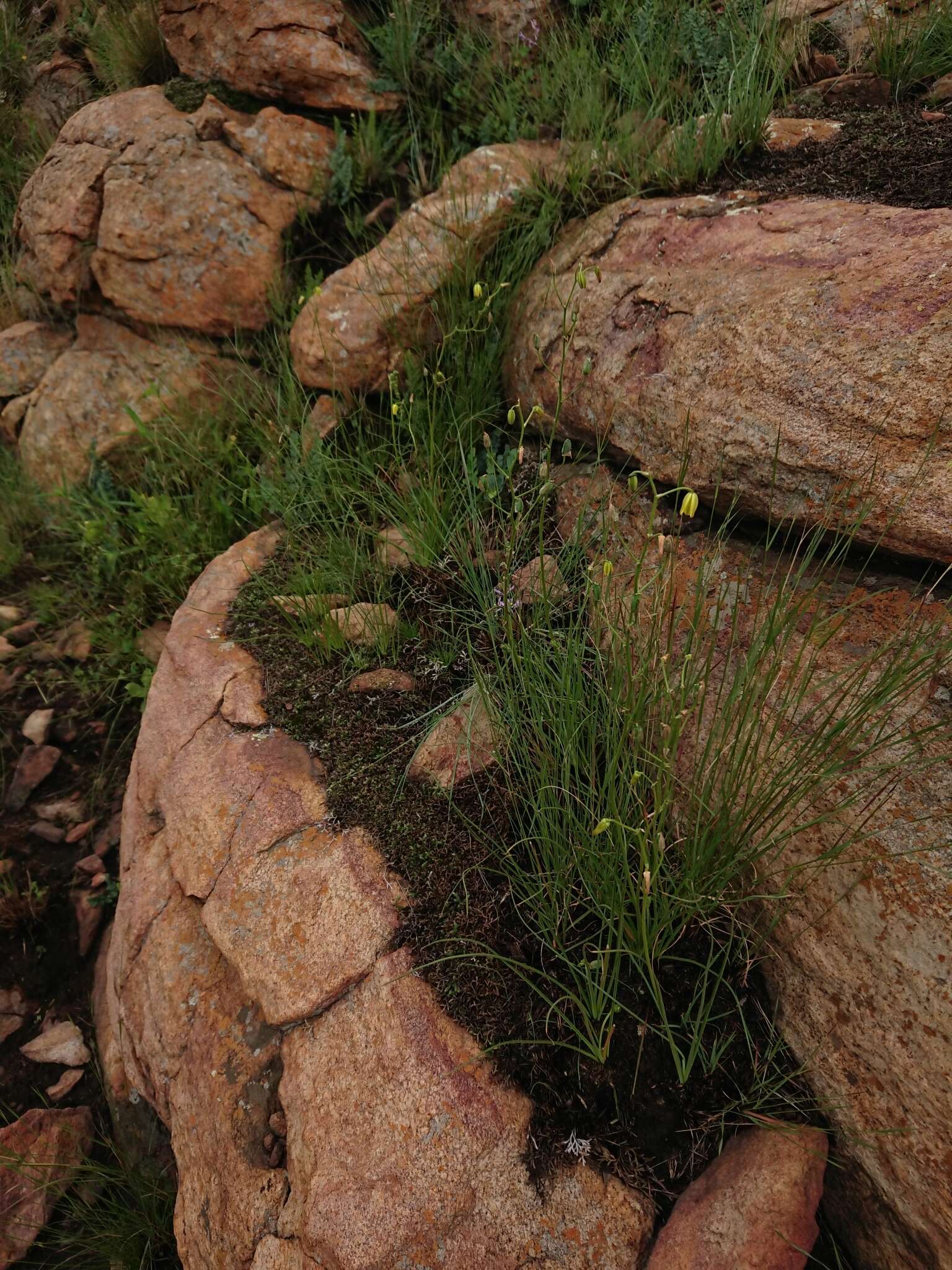 Image of Albuca shawii Baker