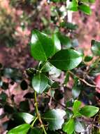 Image of Psydrax odorata subsp. buxifolia (Benth.) S. T. Reynolds