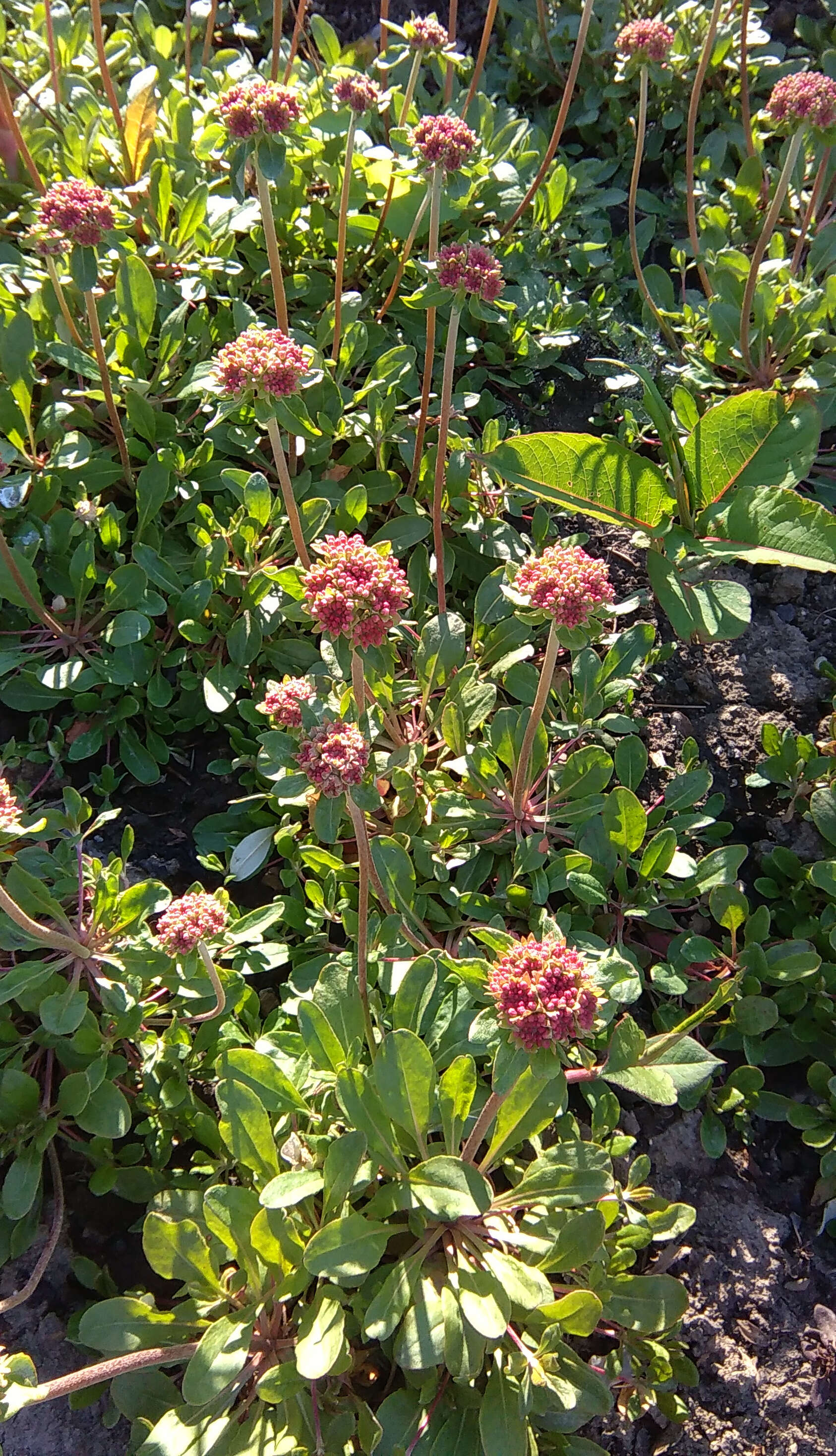 Image of sulphur-flower buckwheat