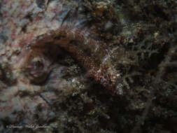 Image of Rosy Blenny