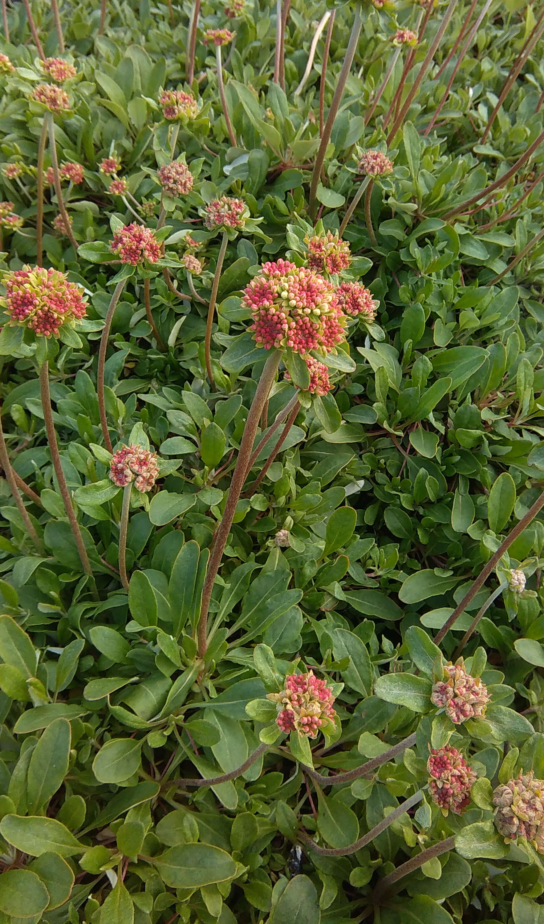 Image of sulphur-flower buckwheat