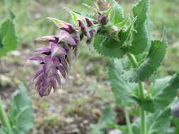 Imagem de Salvia nemorosa L.