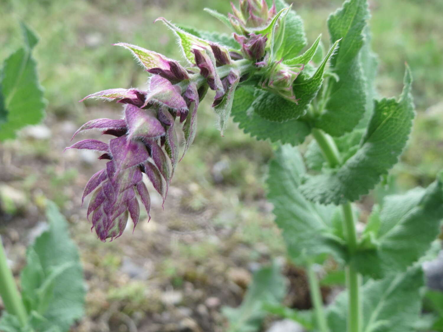 Imagem de Salvia nemorosa L.