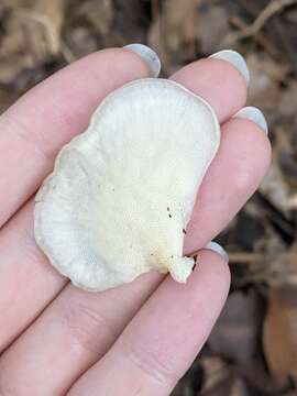 Image of Royoporus spatulatus (Jungh.) A. B. De 1996