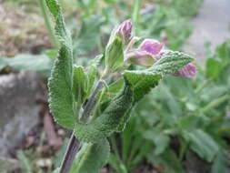 Imagem de Salvia nemorosa L.