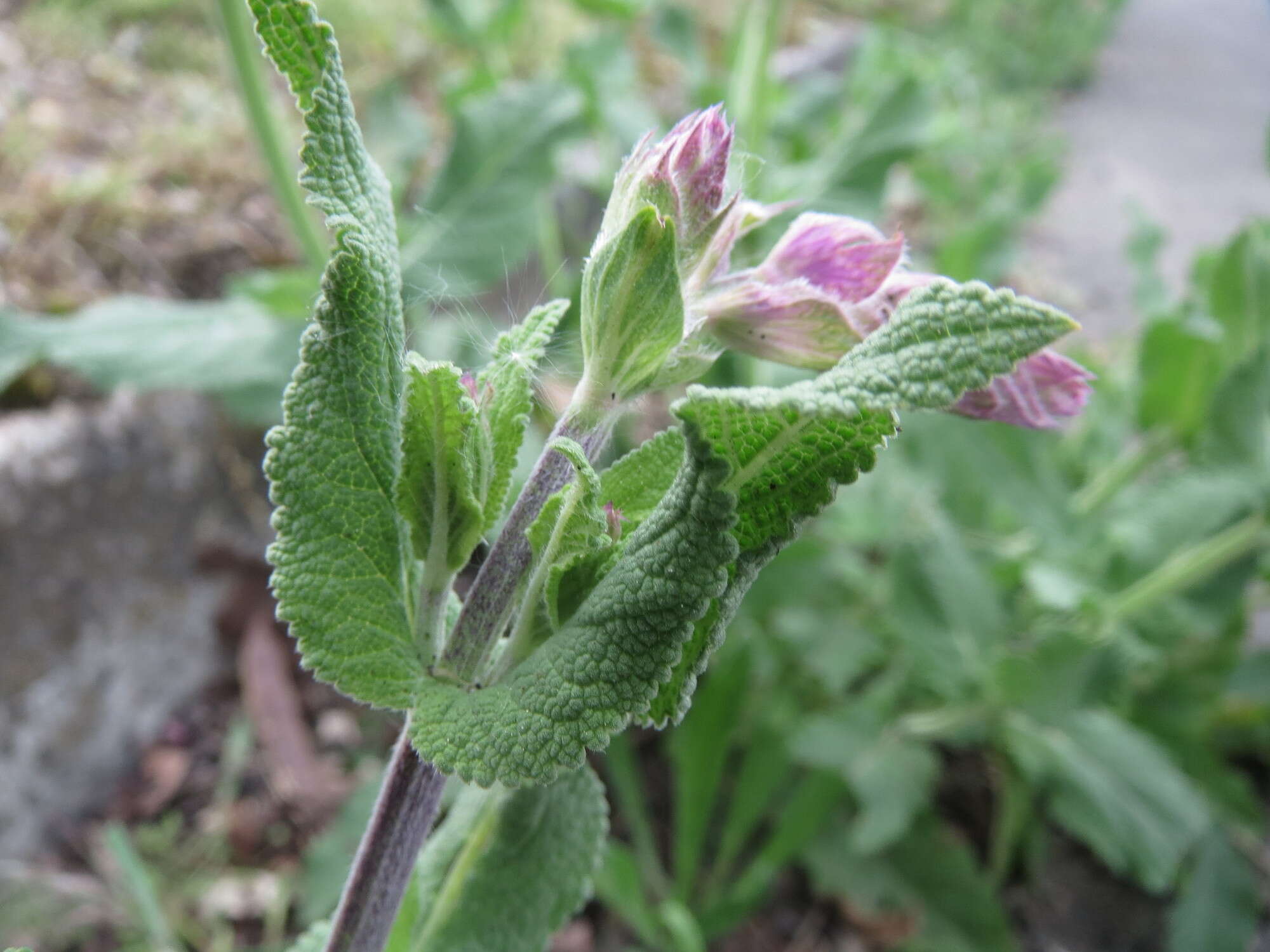 Imagem de Salvia nemorosa L.