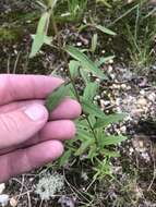 Image of white thoroughwort