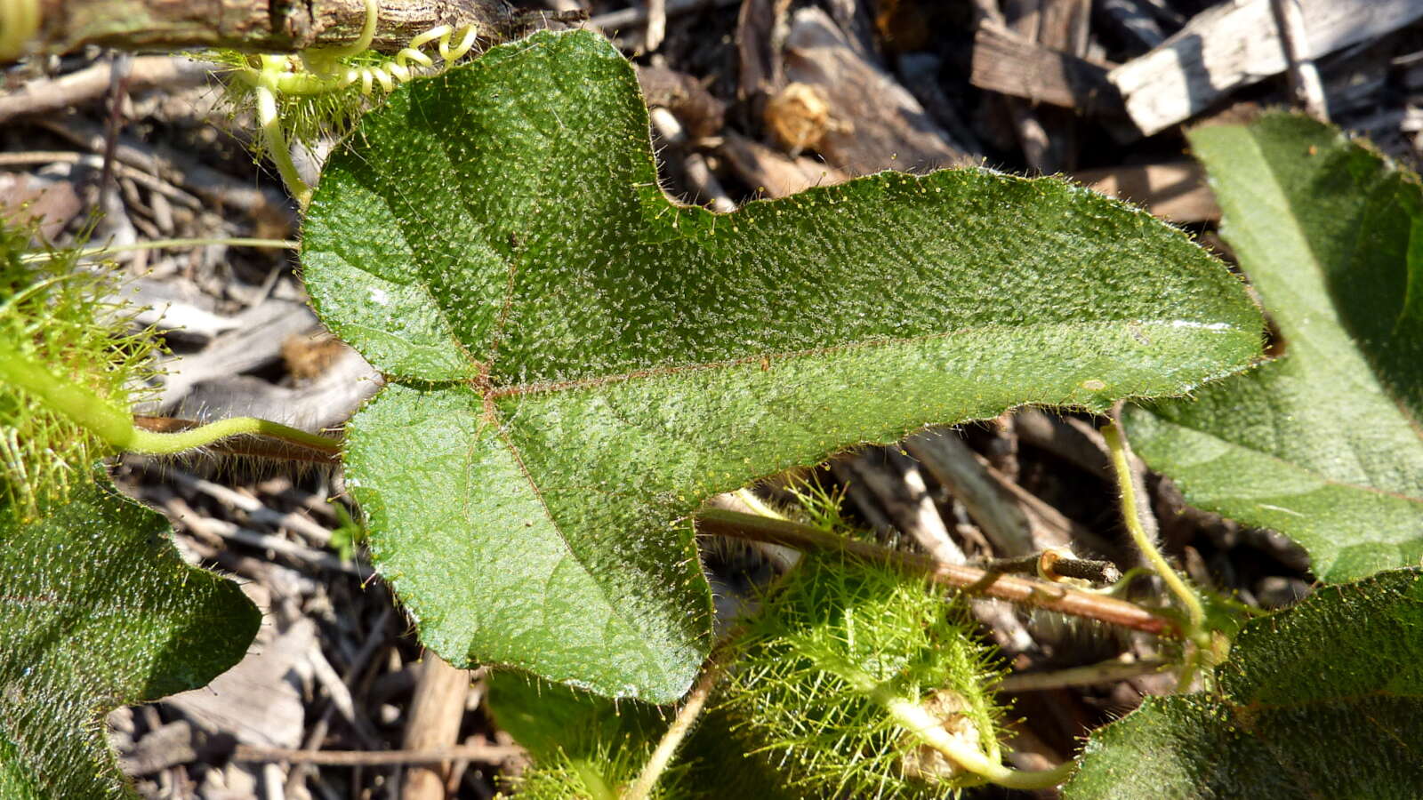 Sivun Passiflora foetida L. kuva