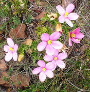 Image of Chironia serpyllifolia Lehm.