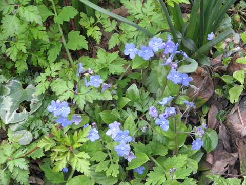 Omphalodes cappadocica (Willd.) DC. resmi