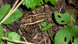 Image of pickerel frog