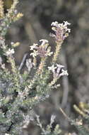 Image of Mulguraea tridens (Lag.) N. O'Leary & P. Peralta