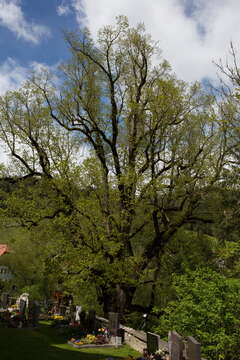 Image of Large-leaved Lime