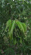 Image of Cinnamomum iners Reinw. ex Bl.