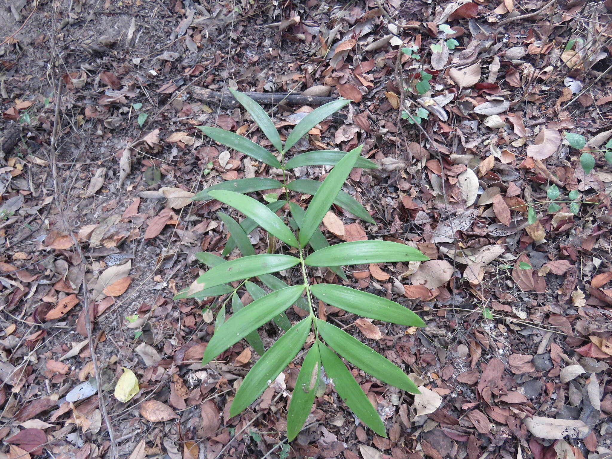 Image of Zamia paucijuga Wieland