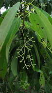 Image of Cinnamomum iners Reinw. ex Bl.