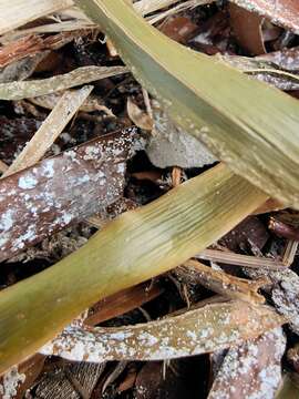 Слика од Posidonia australis Hook. fil.