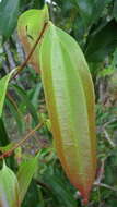 Image of Cinnamomum iners Reinw. ex Bl.