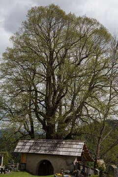 Imagem de Tilia platyphyllos Scop.