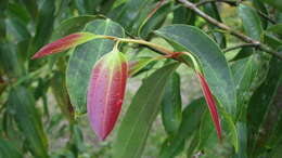 Image of Cinnamomum iners Reinw. ex Bl.