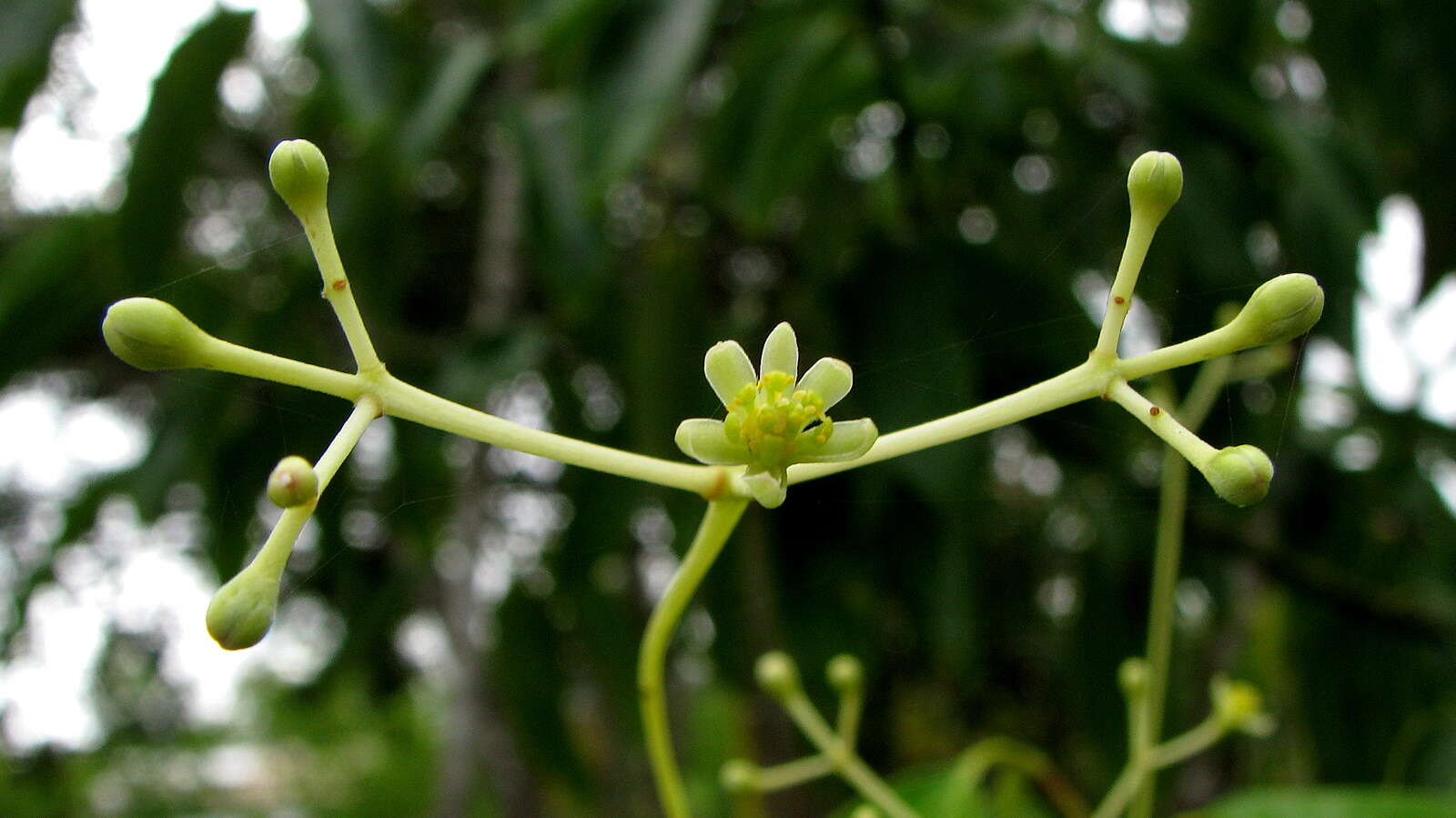 Image of Cinnamomum iners Reinw. ex Bl.