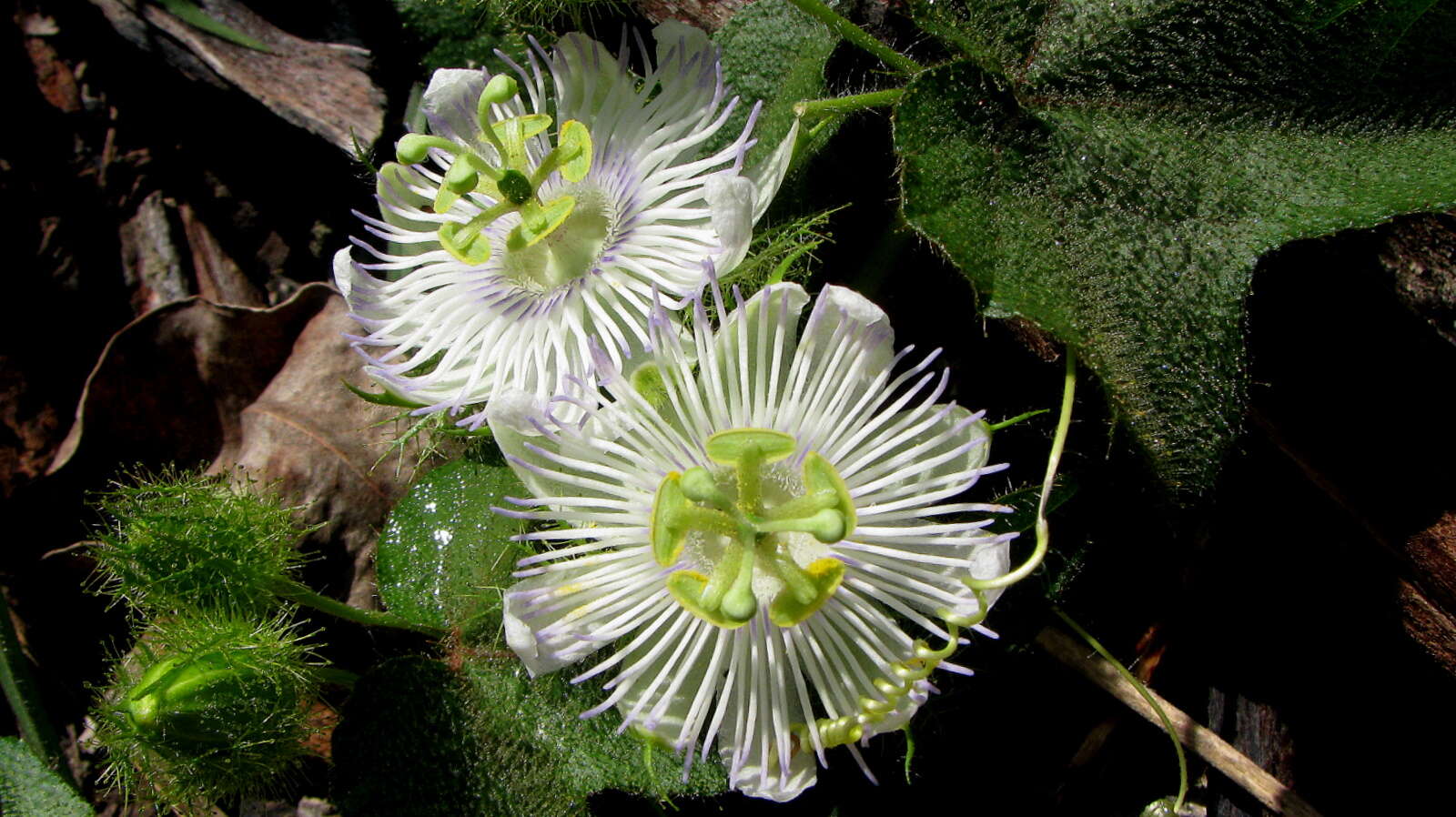 Sivun Passiflora foetida L. kuva