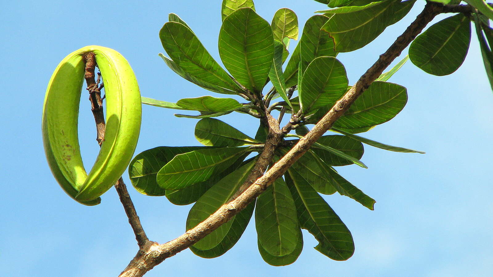 Image of Plumeria bracteata