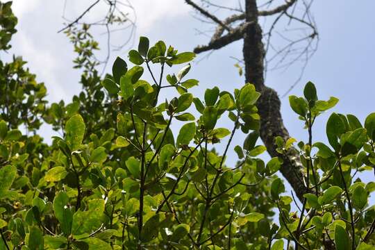 Imagem de Ternstroemia tepezapote Schltdl. & Cham.