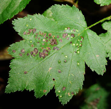 Image of <i>Eriophyes torminalis</i> Nalepa 1926