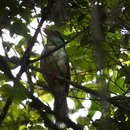 Image of Indochinese Green Magpie