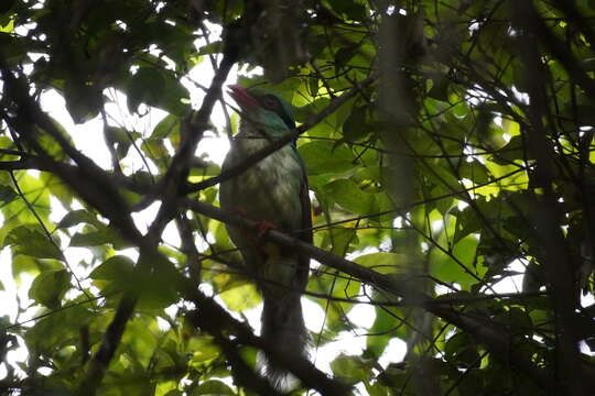 Image of Indochinese Green Magpie