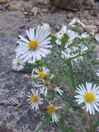 Symphyotrichum lanceolatum var. hesperium (A. Gray) G. L. Nesom的圖片