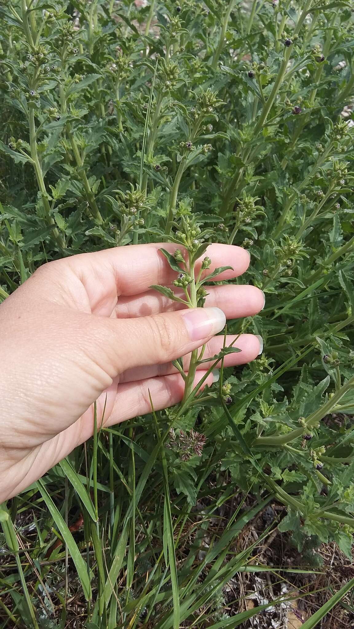 Scrophularia variegata subsp. rupestris (Bieb. ex Willd.) Grau resmi