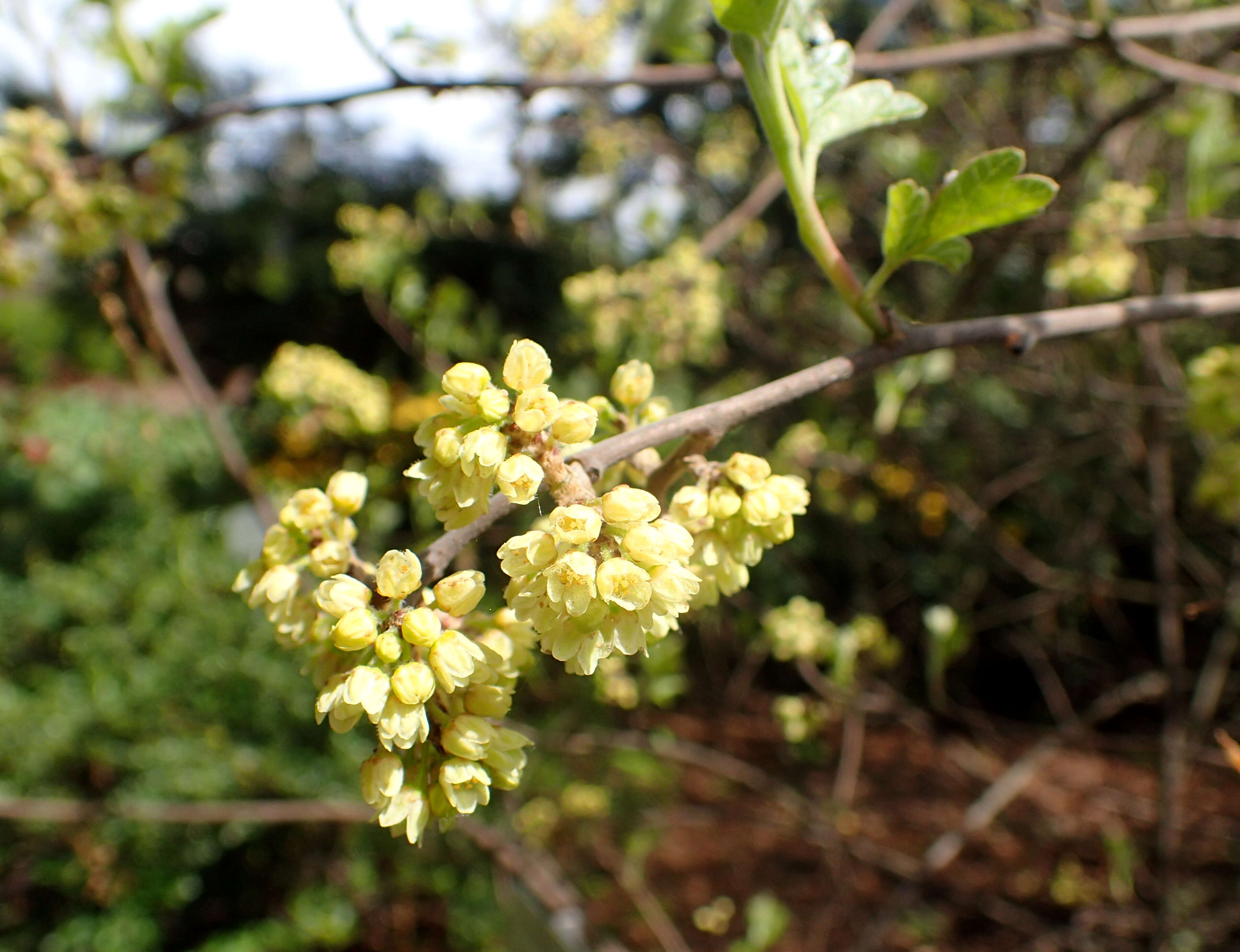 Image of fragrant sumac