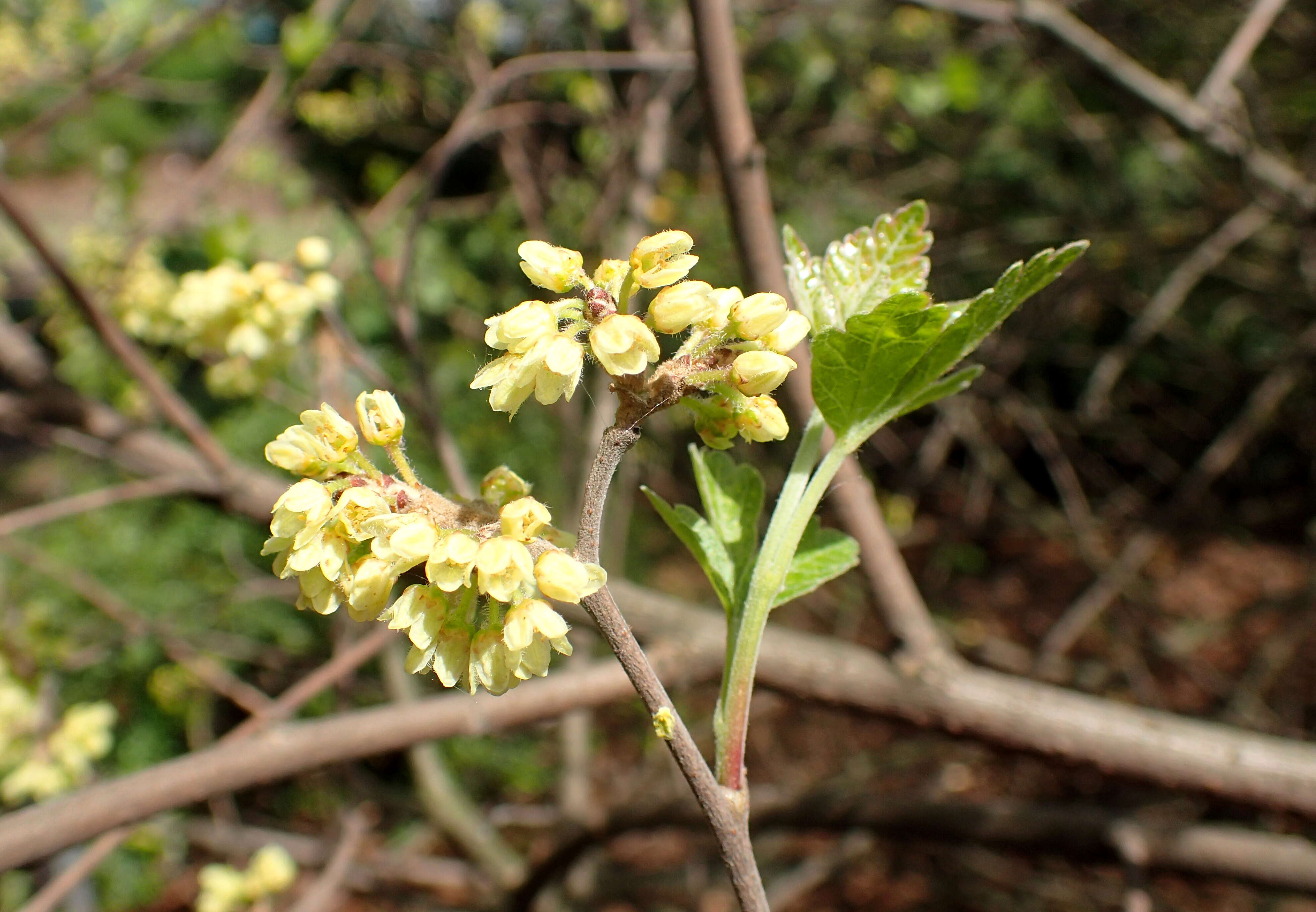 Image of fragrant sumac