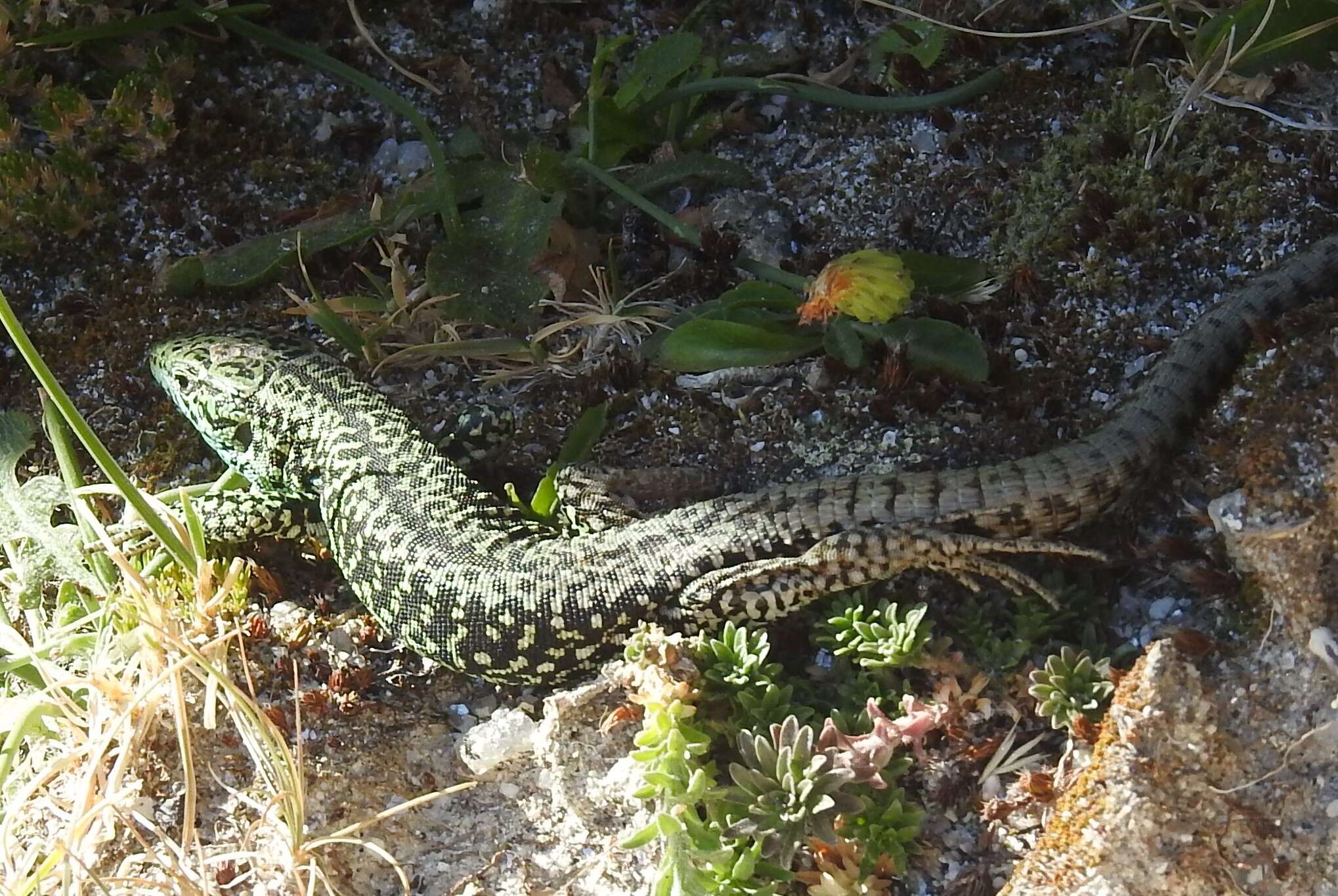 Image of Iberolacerta monticola monticola (Boulenger 1905)