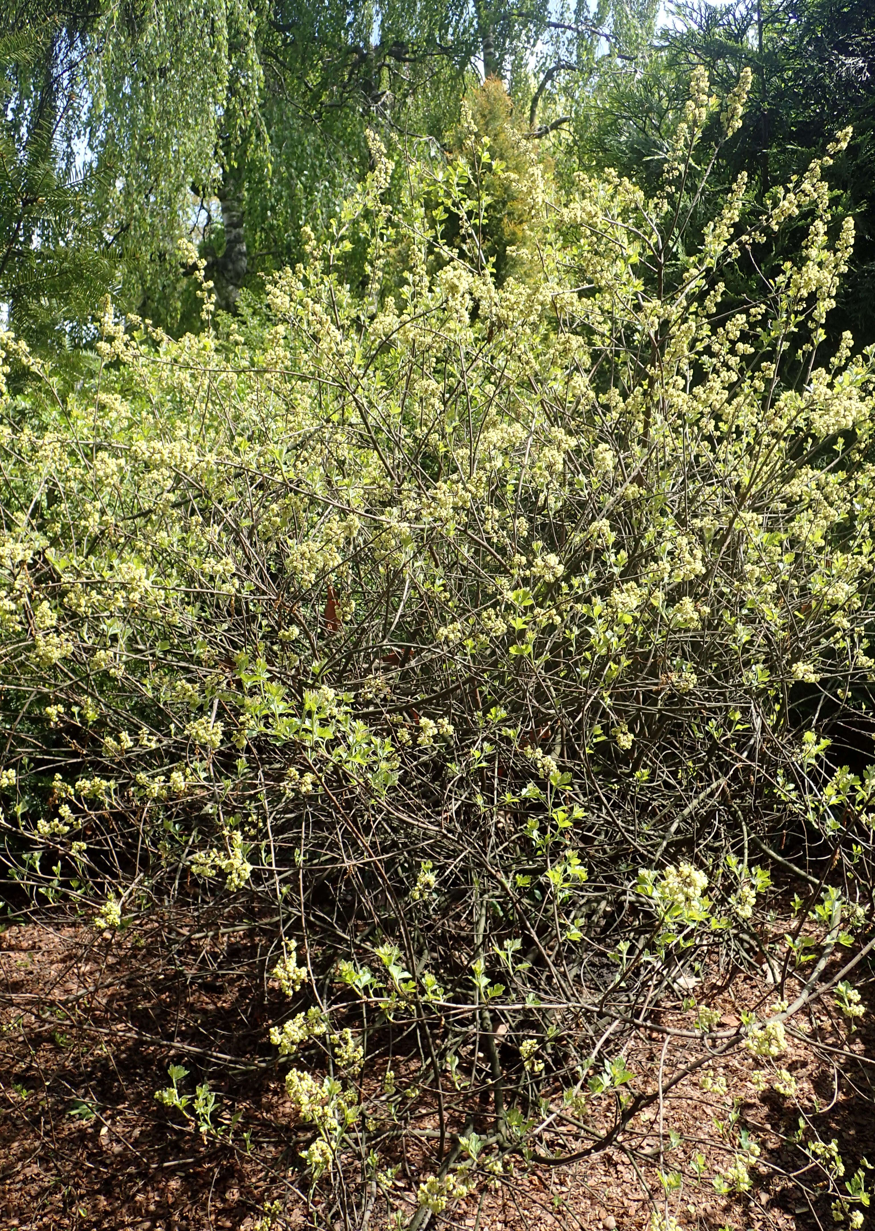 Image of fragrant sumac