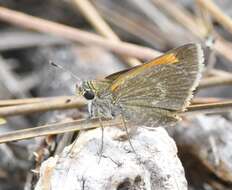 Image of Baracoa skipper