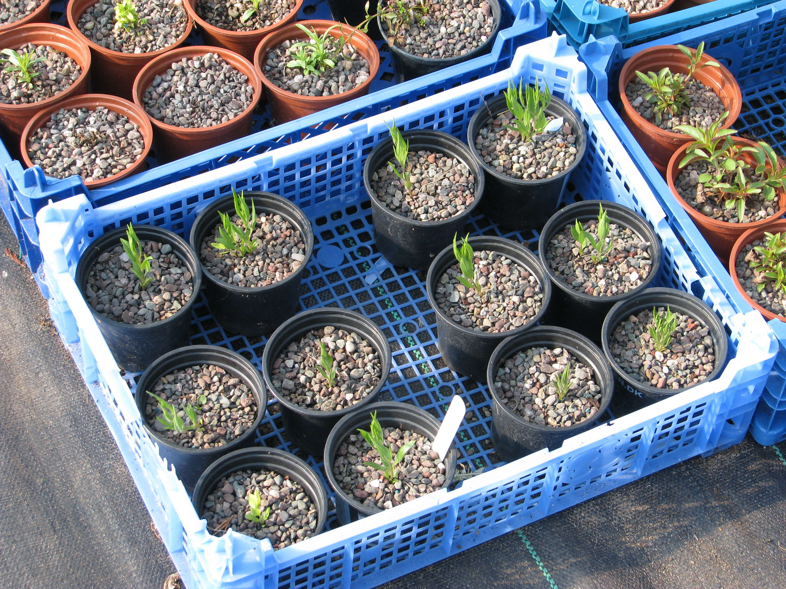 Image of hairy clematis