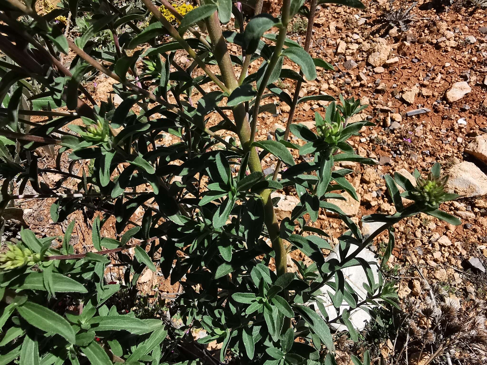 Image of Stevia hintoniorum B. L. Turner