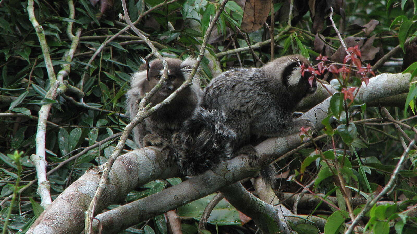 Image of Common Marmoset